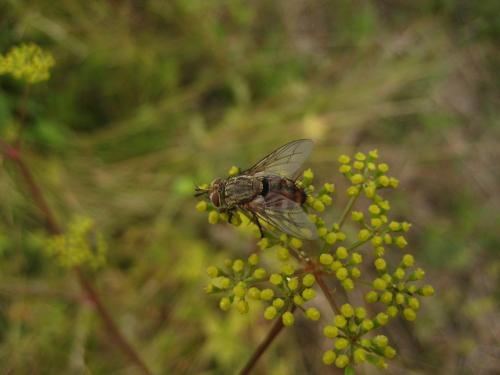 Linnaemya vulpina